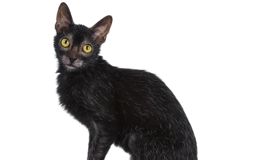 Living with a Lykoi Cat